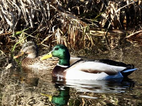 川面を泳ぐペアのマガモ 川面を泳ぐペアのマガモの写真