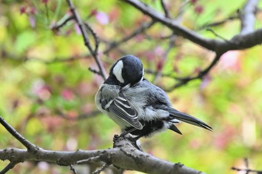 Great tit, JPG Great tit, JPG