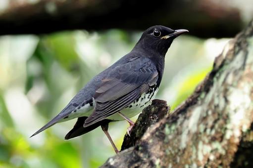 クロツグミの写真