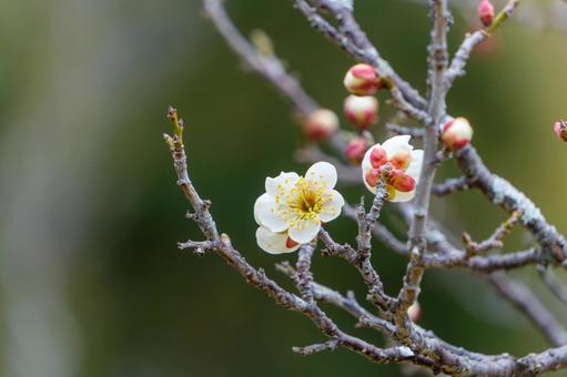 白梅の可憐な咲き始め 白梅の可憐な咲き始め 白梅,花,花びらの写真素材