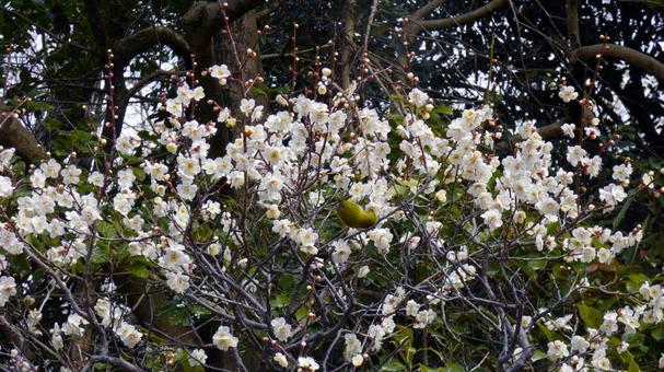 荒山公園の梅林04 荒山公園の梅林04の写真