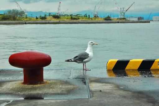 Photo, seagull, seabirds, bird, 