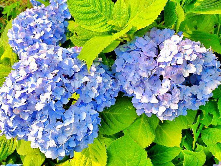 アジサイと若葉 あじさい,アジサイ,紫陽花の写真素材