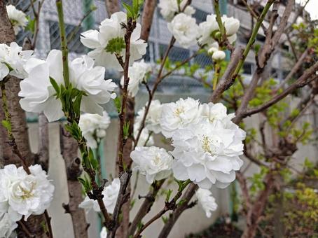 春の花々 春の花々の写真