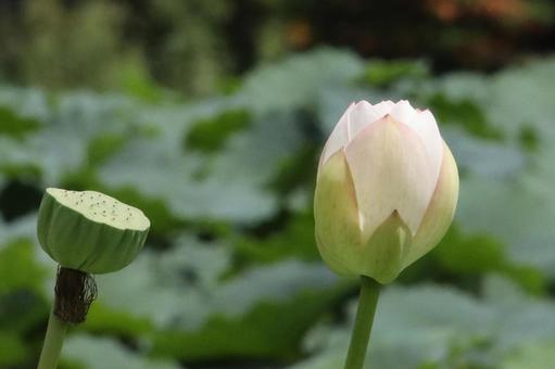 白いハスの花つぼみ 白いハスの花つぼみの写真