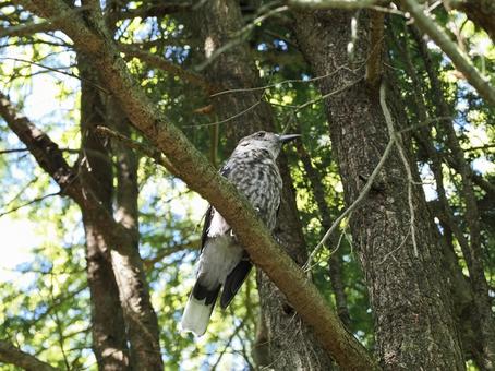 Photo, hoshigarasu, bird, wild bird, 