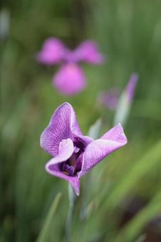 菖蒲(英名 iris) 菖蒲(英名 iris)の写真