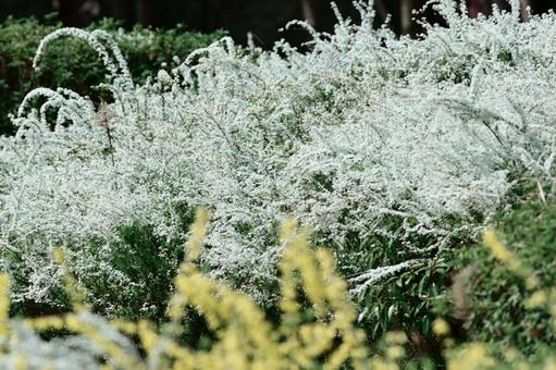 ユキヤナギの写真