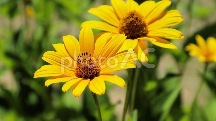 白馬五竜高山植物園　ヒメヒマワリ ヒメヒマワリ,花,キクイモモドキの写真素材