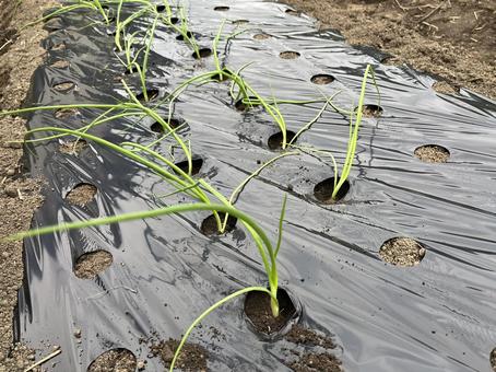 玉ねぎの苗植え 玉ねぎ,苗,植えるの写真素材