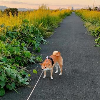 草で道幅が狭くなった道でお散歩する柴犬! 草で道幅が狭くなった道でお散歩する柴犬!の写真