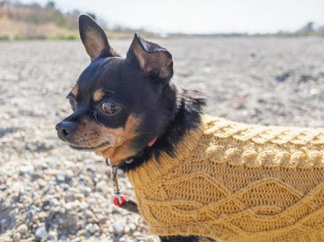 散歩する小型犬・チワワ・ミニピン 散歩する小型犬・チワワ・ミニピンの写真