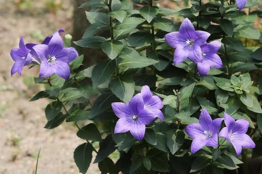 桔梗の花 桔梗の花の写真