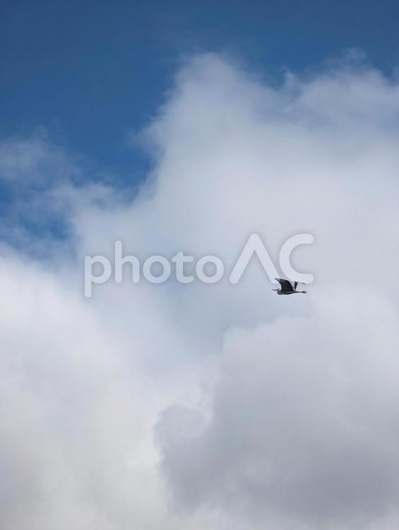 青い空を背景に悠然と飛ぶアオサギ アオサギ,バードウォッチング,野鳥の写真素材