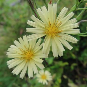 アキノノゲシ(秋の野芥子) アキノノゲシ(秋の野芥子) アキノノゲシ,秋の野芥子,花の写真素材