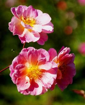 薔薇 薔薇の写真