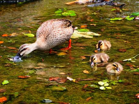 後楽園 親鳥を真似て餌をついばむヒナ 後楽園 親鳥を真似て餌をついばむヒナ 鳥,野鳥,カルガモの写真素材