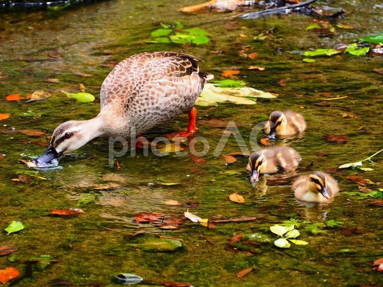 後楽園　親鳥を真似て餌をついばむヒナ 鳥,野鳥,カルガモの写真素材