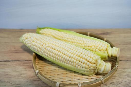 収穫したてのホワイトコーン	 収穫したてのホワイトコーン	 ホワイトコーン,とうもろこし,コーンの写真素材