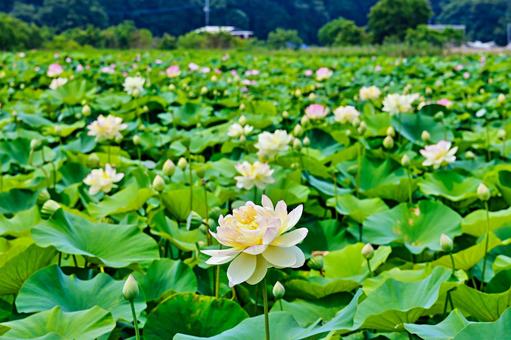 Lotus garden in full bloom, JPG