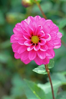 宝塚ダリア園　秋　ダリア51　宝玉 宝塚市,宝塚ダリア園,ダリアの写真素材