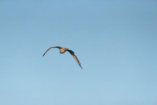 大空を優雅に舞うセグロカモメ 大空を優雅に舞うセグロカモメの写真