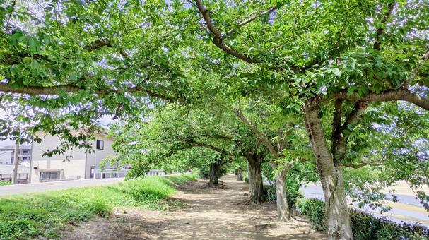 木漏れ日の河川敷公園-02 木漏れ日の河川敷公園-02 河川敷公園,蒼社川,今治市の写真素材