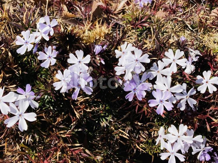 晴れた2月の花のクローズアップ 晴れた,2月,花の写真素材