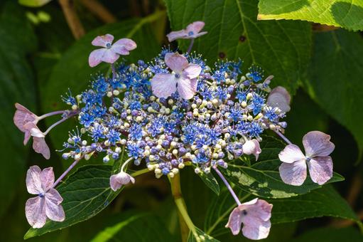 Tsumanogou Hydrangea Garden, JPG
