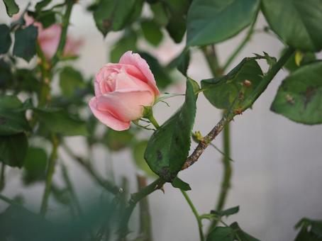 バラ園にてピンクの薔薇を撮りましたの写真