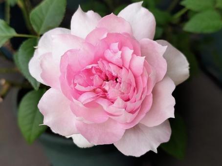 ベランダのバラ・シャリマー 薔薇,バラ,シャリマーの写真素材