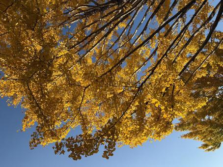 銀杏　黄色 秋,木,イチョウの写真素材