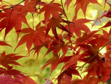 紅葉　銀杏ともみじ 紅葉,もみじ,銀杏の写真素材