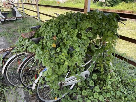 蔦に埋もれた自転車 蔦に埋もれた自転車 自転車,廃墟,蔦の写真素材