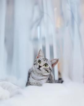 美人アメショ風子猫と白い風景 美人アメショ風子猫と白い風景の写真