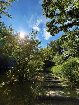 木漏れ日の階段 木漏れ日の階段 空,階段,木漏れ日の写真素材