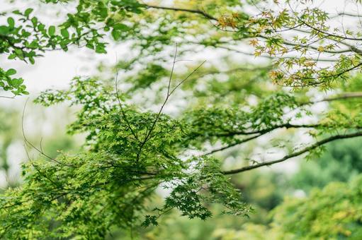 青紅葉(緑のもみじ) 青紅葉(緑のもみじ)の写真