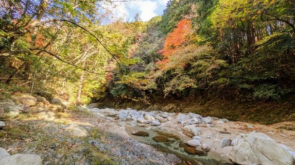 穏やかな流れ、鈍川の秋 もみじ,山間,今治市の写真素材