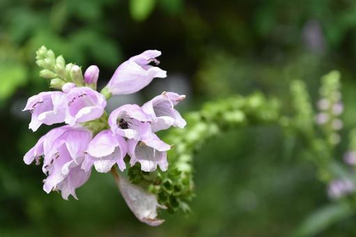 花の中の虫 花の中の虫の写真