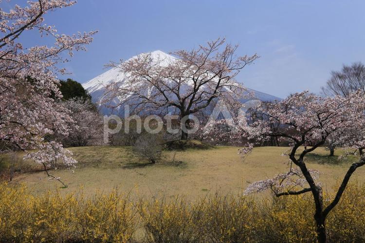 富士山と綺麗な桜 富士山,サクラ,コピースペースの写真素材