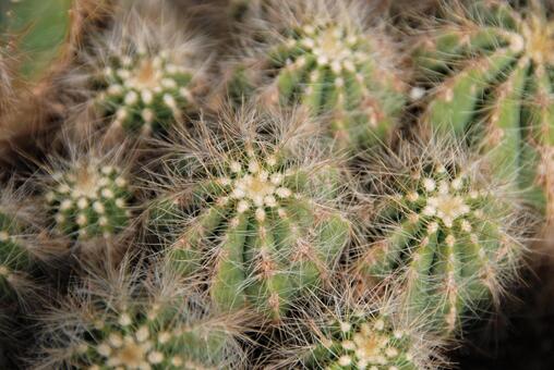 植物 サボテン 植物 サボテンの写真