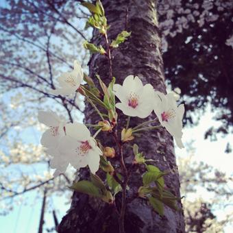 桜 桜 桜,花見,お花見の写真素材