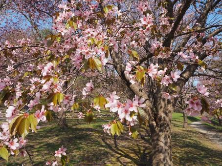桜2 桜2の写真