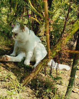 白猫 秋ですね〜 白猫 秋ですね〜の写真