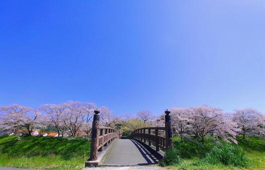 桜並木と青空・歩道橋 桜並木,春,花の写真素材
