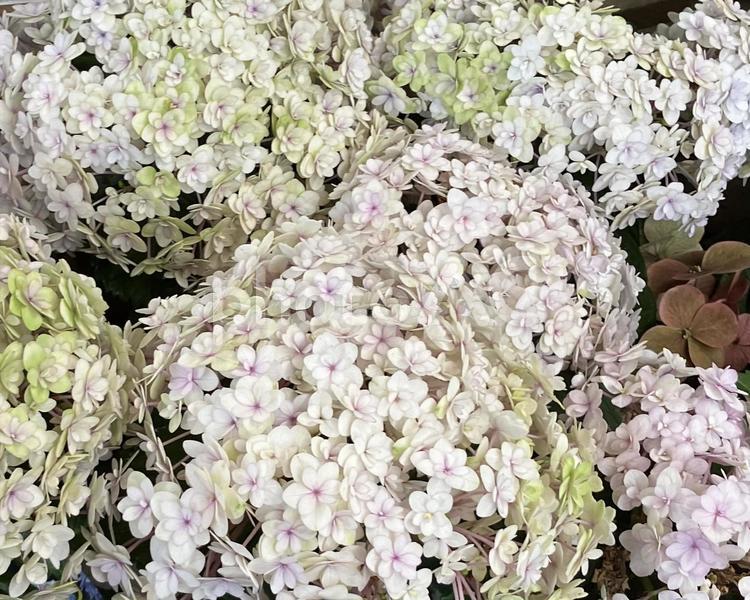 花★紫陽花（アジサイ・あじさい） 紫陽花,アジサイ,あじさいの写真素材