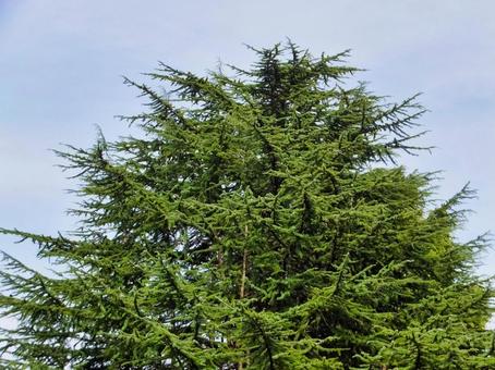 ヒマラヤスギの伸びる葉 ヒマラヤスギの伸びる葉 ヒマラヤスギ,葉,秋の写真素材