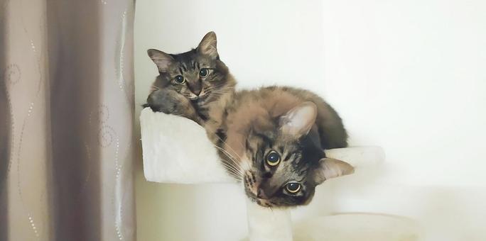 きょうだい猫 きょうだい猫 猫,ねこ,昼寝の写真素材