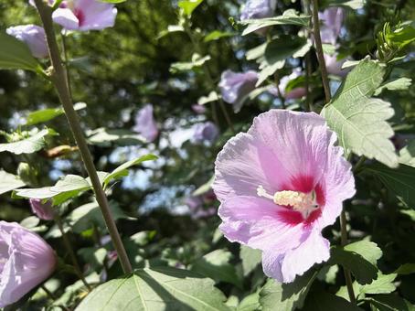 Close-up of Rose of Sharon flowers basking in the sun, JPG