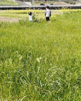 春　草原 春,菜の花,草原の写真素材
